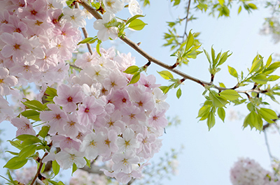 写真1：つくば市の街路樹の桜