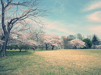 写真2：森林総研のグラウンド脇に植栽された桜