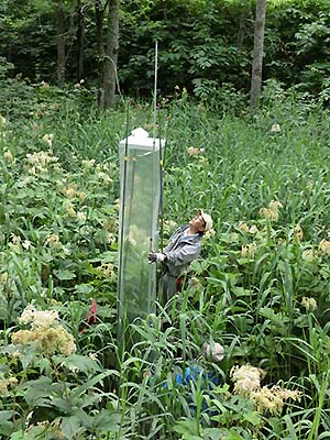 写真4 湿地林の地表面から林床植生（ヨシ）全体を覆うように設置した透明容器でガス観測
