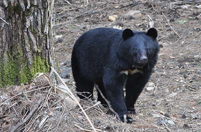 写真1：北アルプス山麓のツキノワグマ