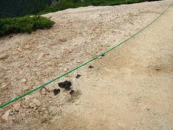 写真5：登山道にあったクマの落とし物