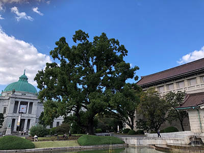 写真1：東京国立博物館のユリノキ