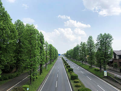 写真2：つくば市の街路樹