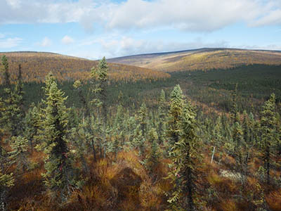 写真3：アラスカ内陸部のトウヒ林
