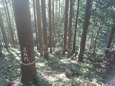写真3：白見スギ固定試験地の第11回調査時の林相