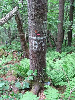 写真1 カラマツ沢希少個体群保護林のヤツガタケトウヒ