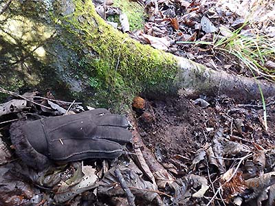 写真1 ケヤマハンノキの根粒