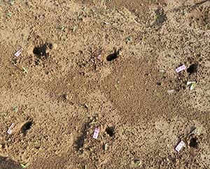 写真2 野ネズミによる持ち去り被害の痕跡