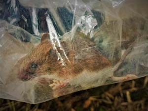 写真3 種子を主食とする森林性の野ネズミ