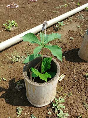写真4 竹筒から芽生えたコナラ実生