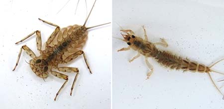 写真2 ヒラタカゲロウとモンカゲロウの仲間の幼虫
