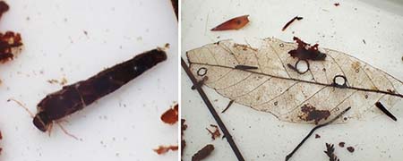 写真3 カクツツトビケラの仲間の幼虫と葉脈だけが残った落葉