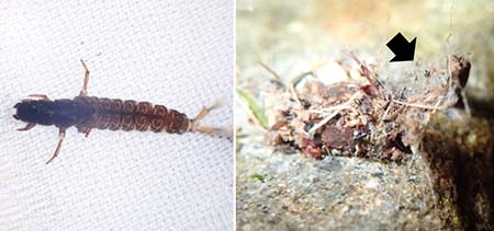 写真4 シマトビケラの仲間の幼虫とその巣