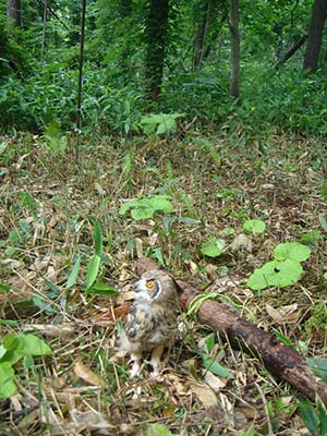 写真1：ベンガルワシミミズクと罠