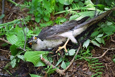 写真2：捕獲されたオオタカの雌