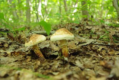 写真1：バカマツタケ