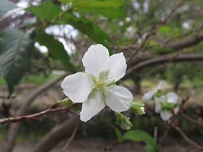 写真2：四季桜