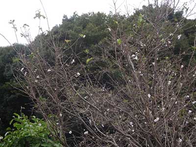 写真4：まばらに咲きはじめた十月桜