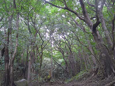 写真2 見渡す限りの高木がほとんどアカギになってしまった林