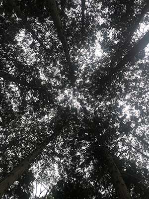写真1：夏のスギ林の中から見上げた空