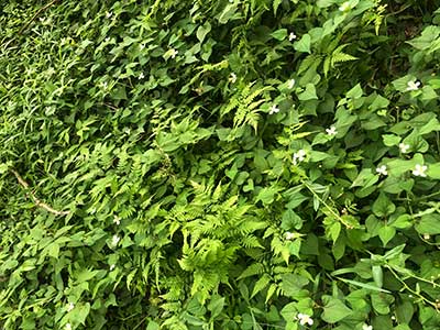 写真2：スギ林内の地面に生えるドクダミやシダ植物