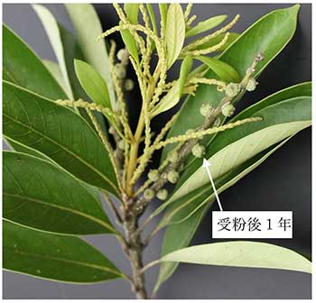 写真3：マテバシイの花序と未成熟の果実