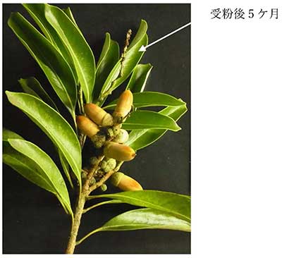 写真4：成熟したマテバシイの果実