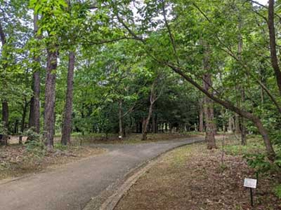 写真1 森林総合研究所（つくば市）の樹木園