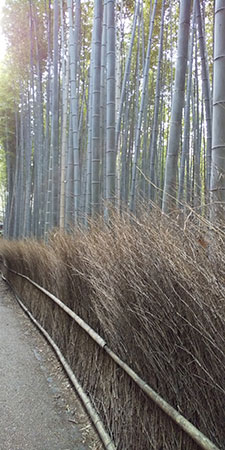 写真1：竹林の小径と竹穂垣