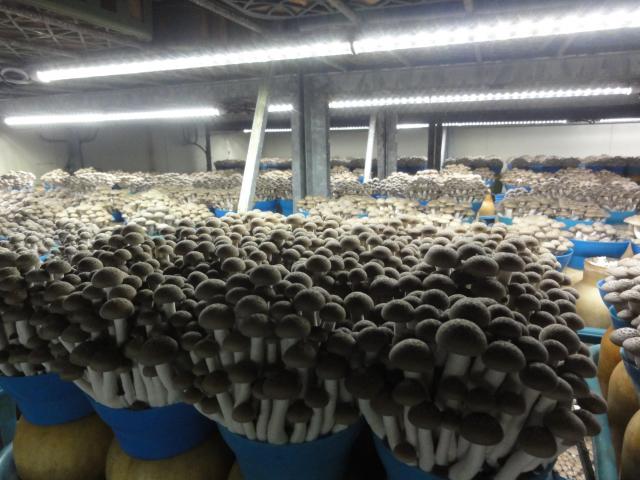 きのこの発生を促す刺激として光も使用します。