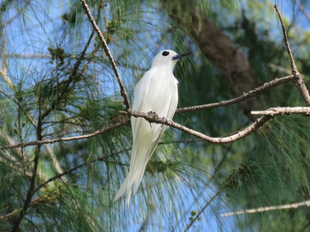 日本最東端の島である南鳥島で繁殖が確認されたシロアジサシ。トクサバモクマオウの木の枝に止まっている。