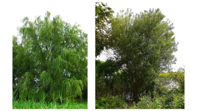 シダレヤナギとコリヤナギ
