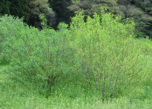 オノエヤナギとタチヤナギ