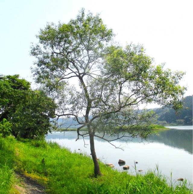 オオタチヤナギ