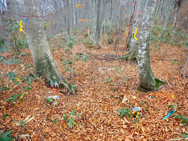 ブナ林の地面は秋に落ち葉で覆われます。同じくらいの量の細根が毎年土に還ると考えられます。