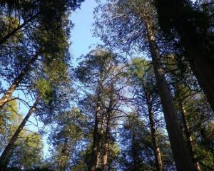 水戸市不動山にはサワラ人工林があります。現在の林齢は約270年と推定されます。幹の平均直径は約70cm。