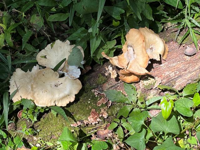 図3。広葉樹の枯れ木に生えたシロコカワキタケ。全体は白色から淡褐色で、成熟すると漏斗状の傘の中央は少しくぼみ、周辺部は波うつことがあります。(2024年7月20日、八王子市にて撮影)