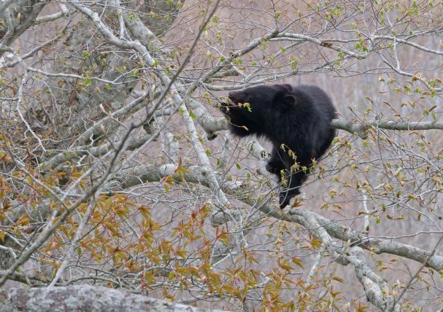 ツキノワグマがブナの木に登り、新芽を食べている様子