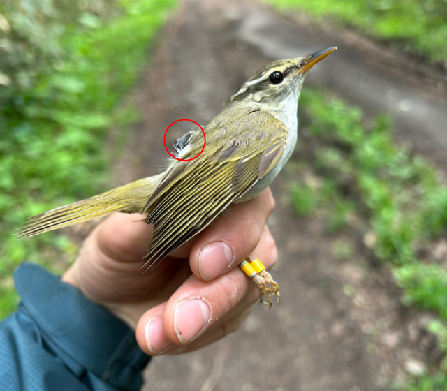 追跡装置であるジオロケーターを装着したセンダイムシクイを筆者の手の上で保定している様子