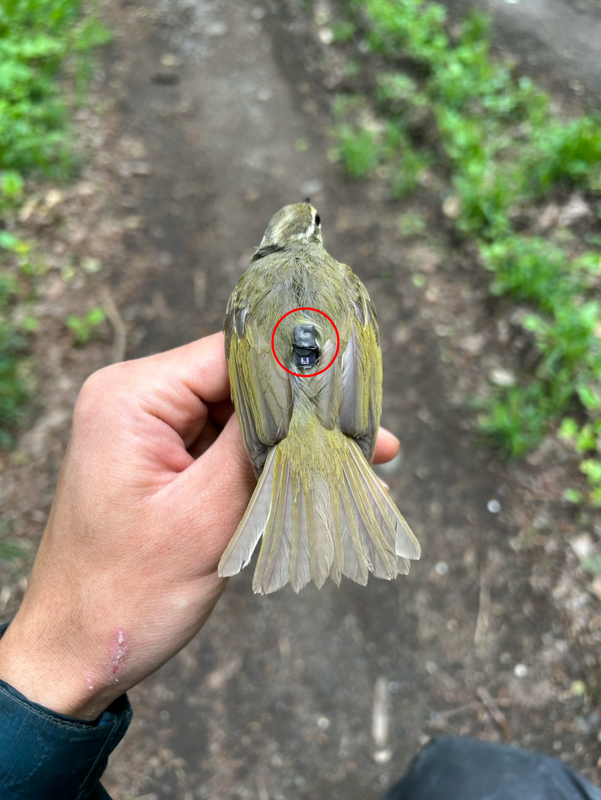 センダイムシクイの背面中央部に追跡装置ジオロケーターが装着された様子