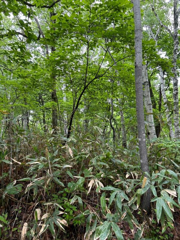 センダイムシクイが繁殖する森林総合研究所の北海道支所の深い森林の様子