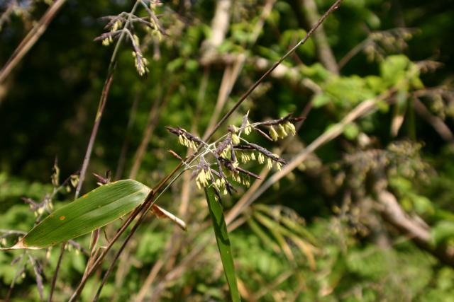 スズタケの花。長さ2～3cmほどの紫色の穂から黄色のおしべが垂れ下がっています。