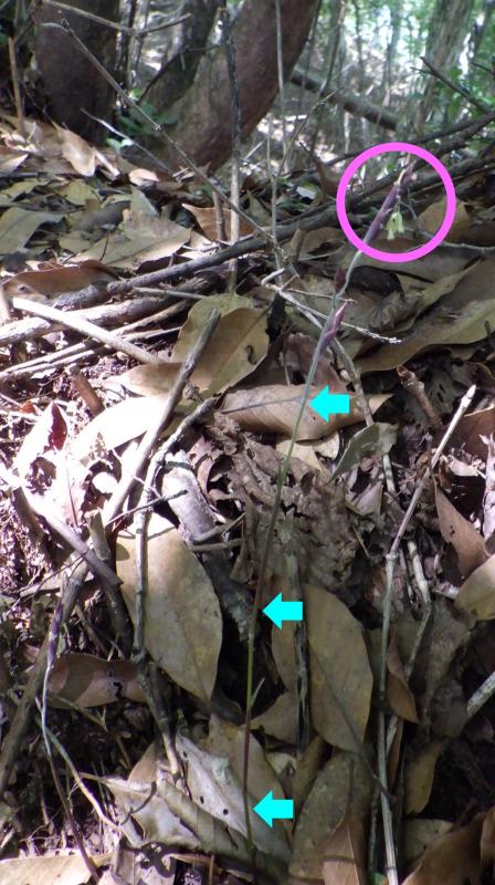 地下茎由来の当年生のスズタケと花。地面から出現したイネ科植物の茎である稈の先に紫色の穂が付いています。