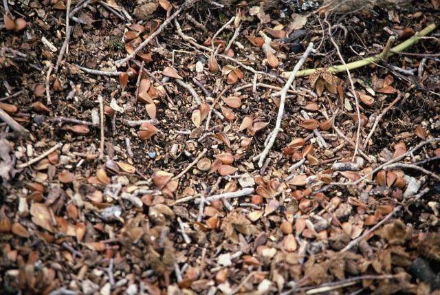 ブナ林の地表にブナの堅果がたくさん落ちている様子