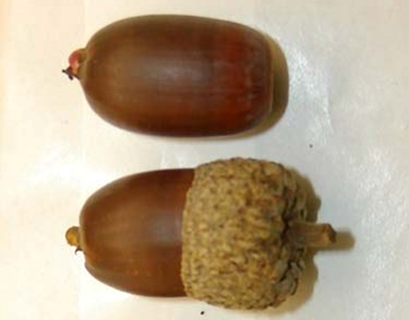 殻斗（いわゆる防帽子）のついたミズナラのドングリ