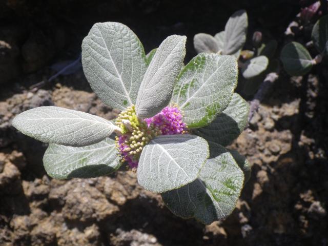 写真1乾燥した岩場に生えているウラジロコムラサキ。濃いピンク色の小さい花が開花し、葉は厚く表面に細かい毛が密生している。
