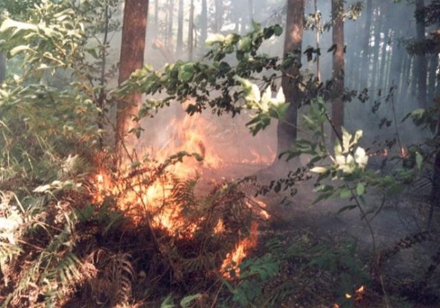 森林の地表で火が燃えている様子