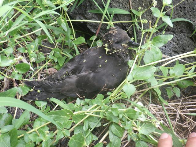 真っ黒な海鳥であるアナドリの全身にナハカノコソウの種子が数百個ついてしまい、アナドリはうんざりしている。