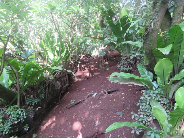 海鳥が繁殖する森林の内部。多数の海鳥が歩き回るため地表に草が生えていない。