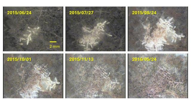 春から夏にかけて大きく成長したブナの細根が、秋から翌春にかけて褐色化、消失する様子が見て取れます。